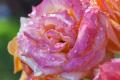 IMG_5173 wet rose